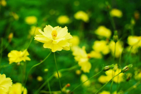 Yellow flower on green background — Stock Photo, Image