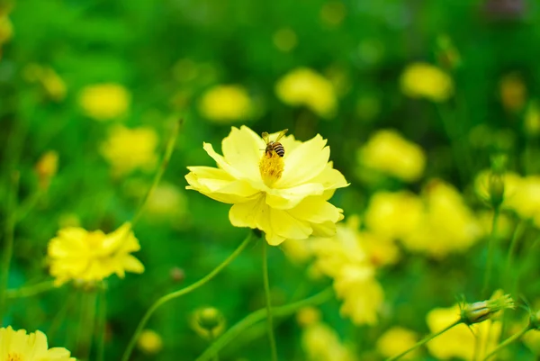 Yellow flower with bee on green background — Stock Photo, Image