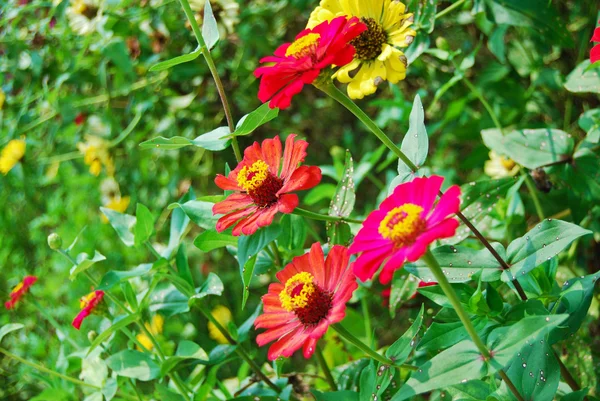 Bunte Blume auf grünem Hintergrund — Stockfoto