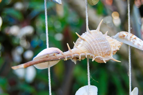 貝殻およびかたつむりが付いている装飾 — ストック写真
