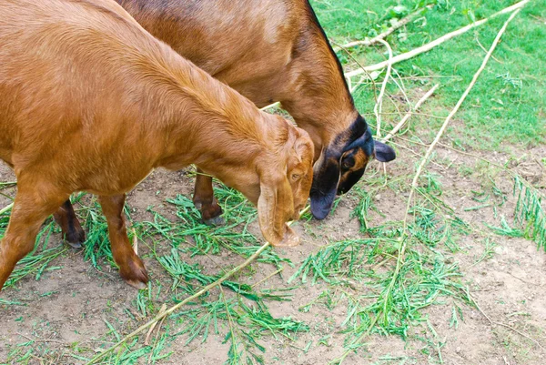 stock image Young sheeps eating grass in farm