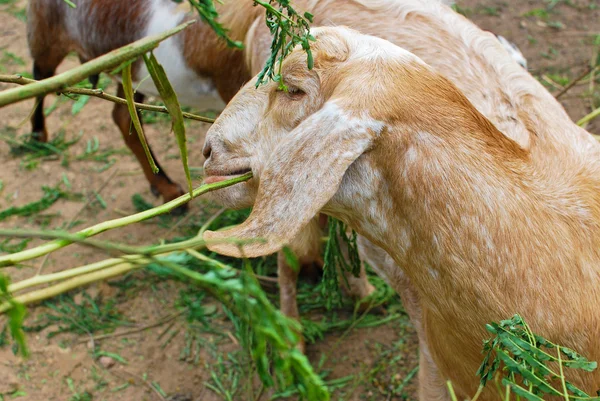 stock image Young sheeps eating grass in farm