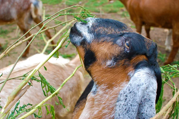 stock image Young sheeps eating grass in farm