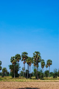 Palms tree in the forest