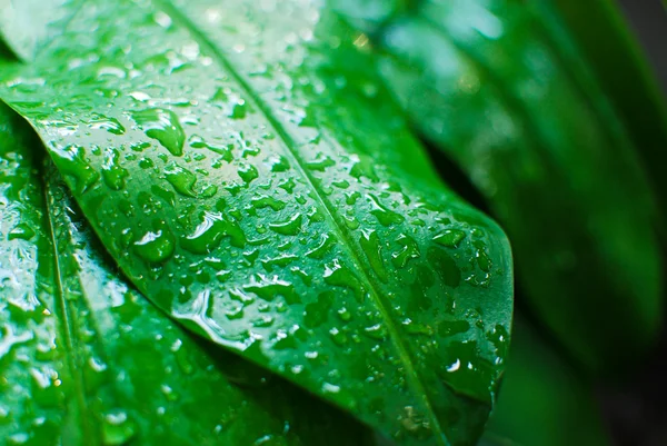 물방울과 신선한 녹색 잎 — 스톡 사진