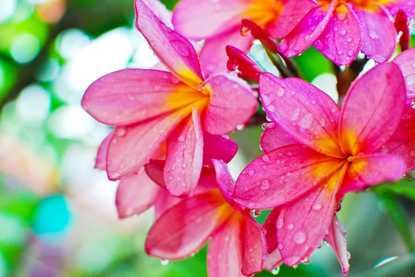 Fiore di plumeria in giardino — Foto Stock