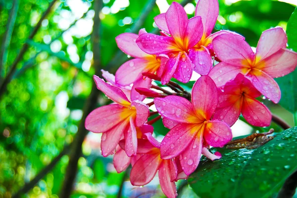 Plumeria flower in garden — Stock Photo, Image