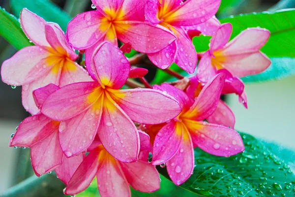 Fiore di plumeria in giardino — Foto Stock