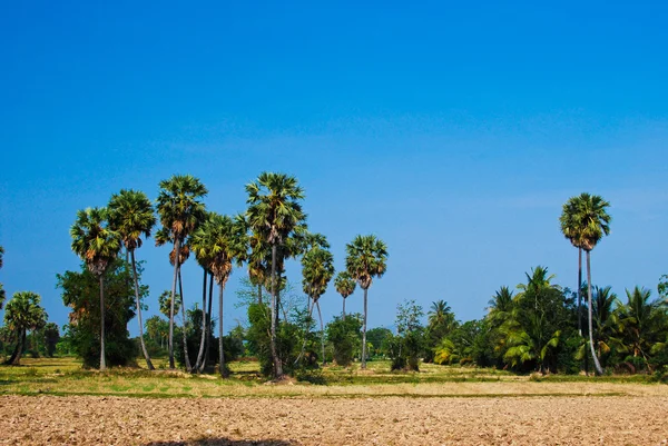 Palms träd i skogen — Stockfoto