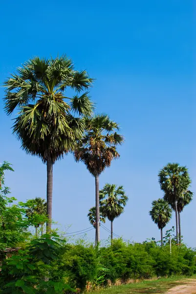 Palmy drzewa w lesie — Zdjęcie stockowe