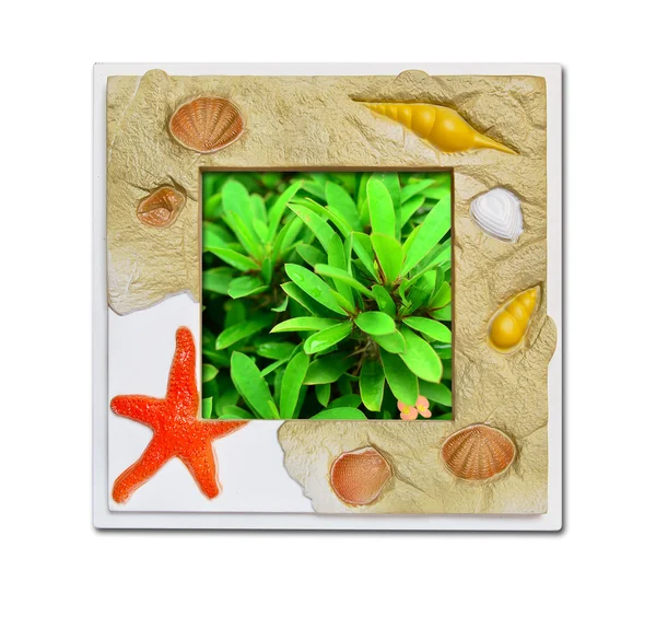 緑の植物の海のシェルのフレーム — ストック写真