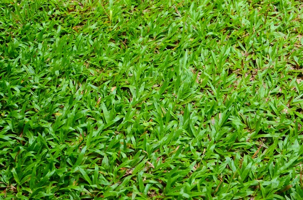 Latar belakang rumput hijau segar — Stok Foto