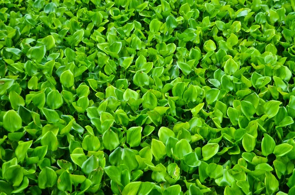 Vodní hyacint zelená — Stock fotografie