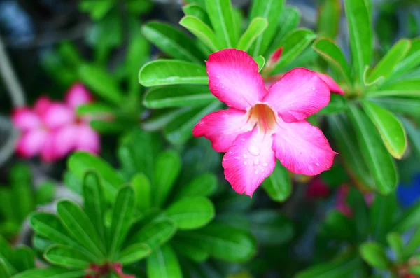 Giglio rosa fiore primo piano in giardino — Foto Stock