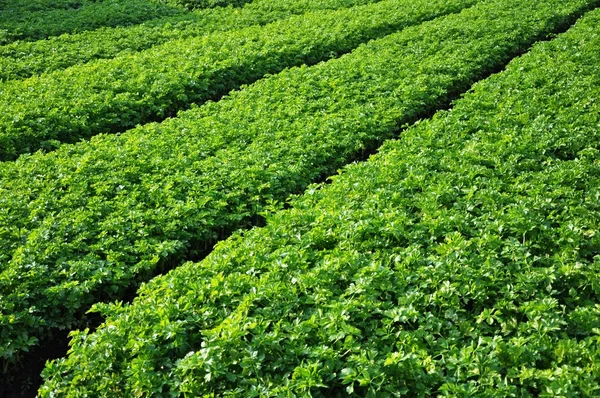 stock image Vegetable garden