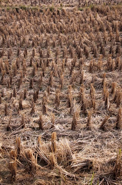 Rice straw — Stock Photo, Image