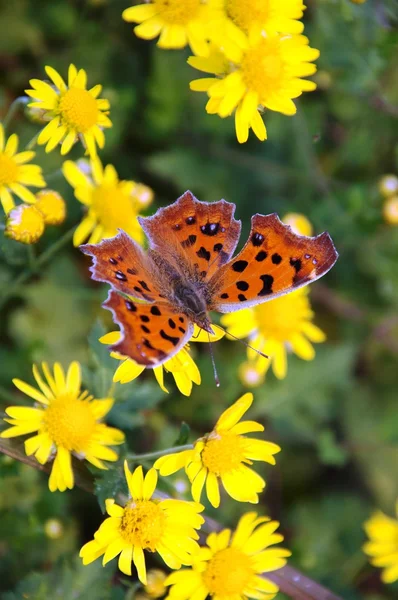 Schmetterling und Chrysantheme — Stockfoto