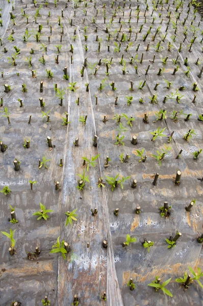 stock image Gardening