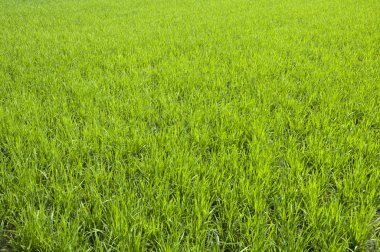 Rice seedlings clipart