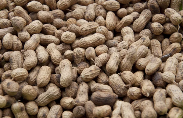 stock image Peanut