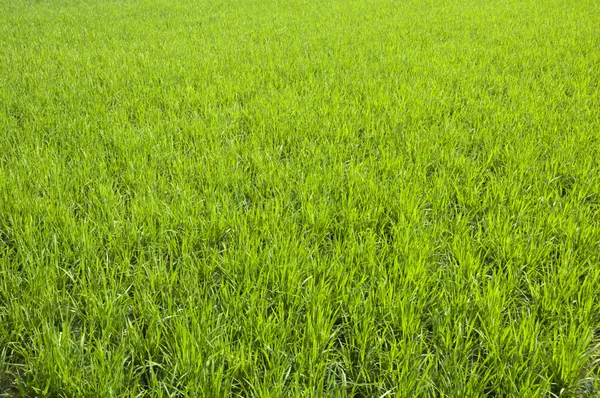 stock image Rice seedlings