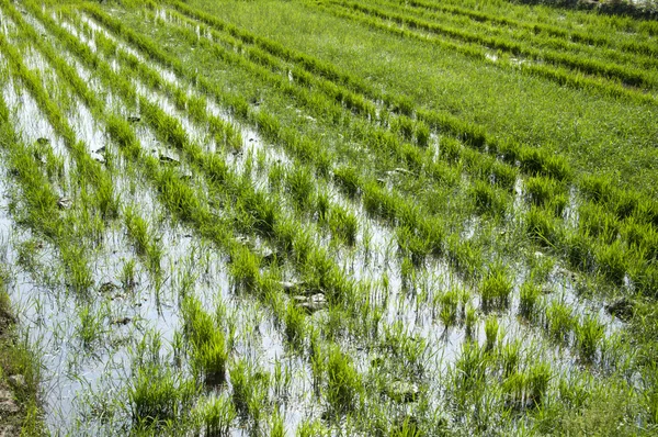Саджанці рису — стокове фото