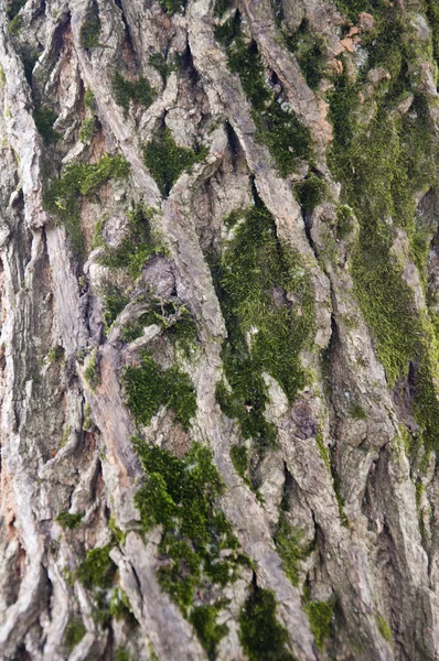 Corteza de árbol — Foto de Stock