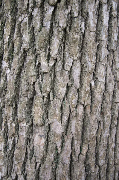 くすの木の樹皮 — ストック写真
