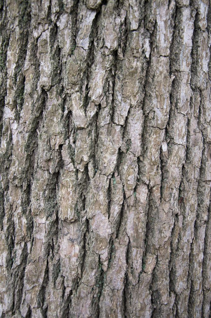 Camphor tree bark — Stock Photo © flytosky11 #5838729