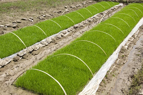 Rice seedlings — Stock Photo, Image