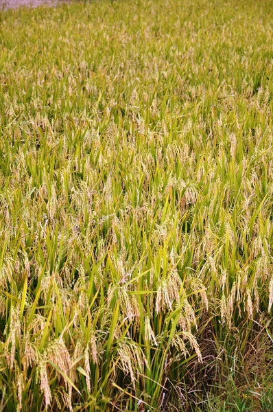 Reis Hintergrund — Stockfoto
