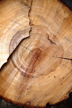 Tree ring clipart