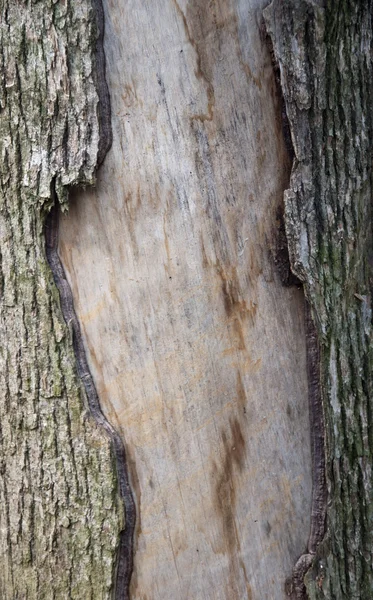 Rupture of tree bark — Stock Photo, Image