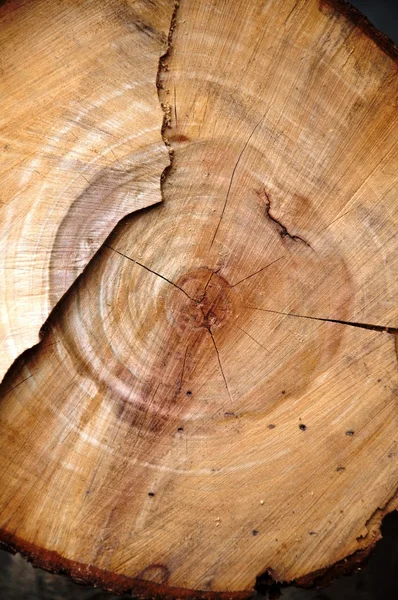 Кольцо дерева — стоковое фото