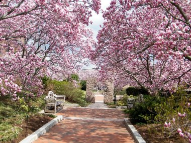 Washington Magnolia Blossom near Smithsonian 2011 clipart