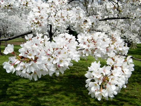 Flores de cerejeira Washington 2011 — Fotografia de Stock