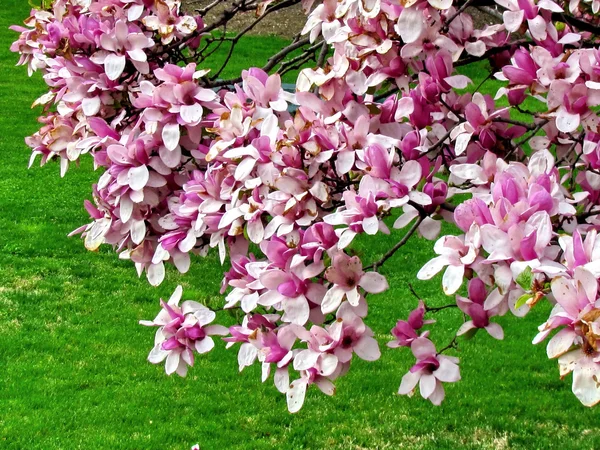 Kwiat magnolii Washington 2011 — Zdjęcie stockowe