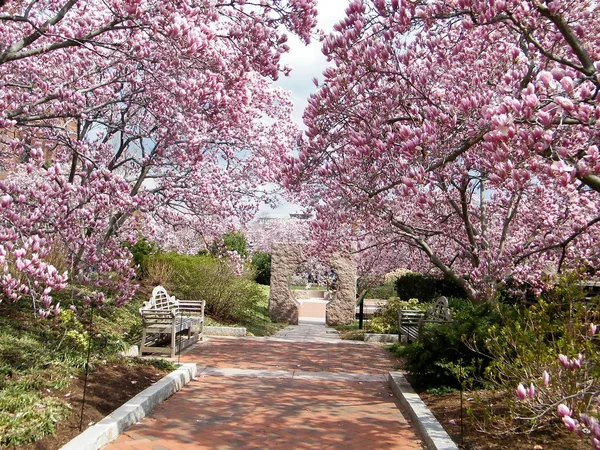 Washington Magnolia Blossom près de Smithsonian 2011 — Photo