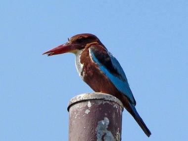 ya da beyaz yehuda kingfisher Haziran 2011 memeli.