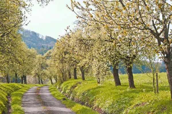 Alberi in primavera — Foto Stock