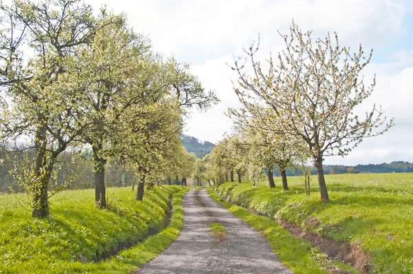 Árboles en primavera — Foto de Stock