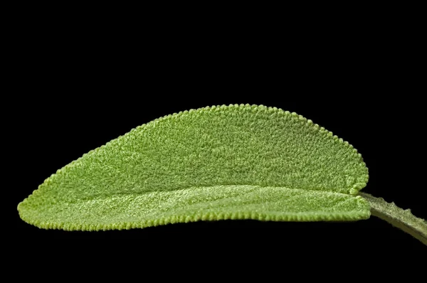 Salvia blad — Stockfoto