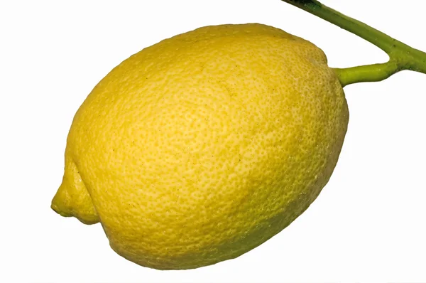 Citron em uma árvore — Fotografia de Stock