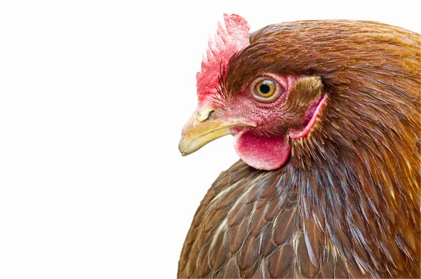 Cabeça de frango — Fotografia de Stock