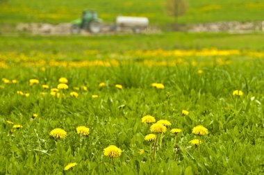 Dandelion clipart