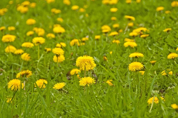 stock image Dandelion