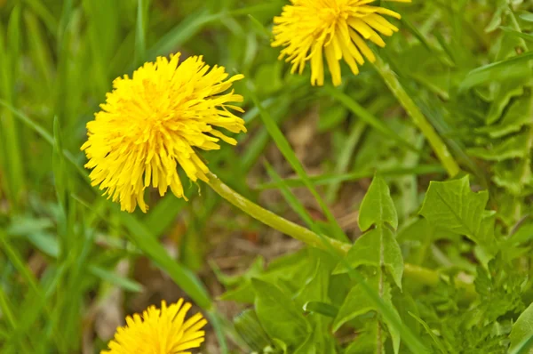 stock image Dandelion