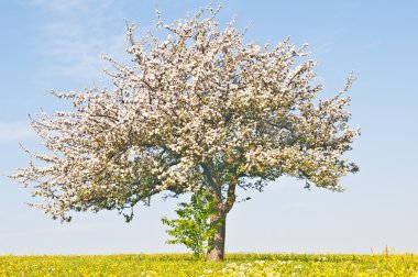 Apple tree blooming clipart