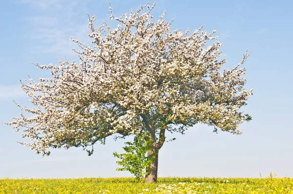 stock image Apple tree blooming