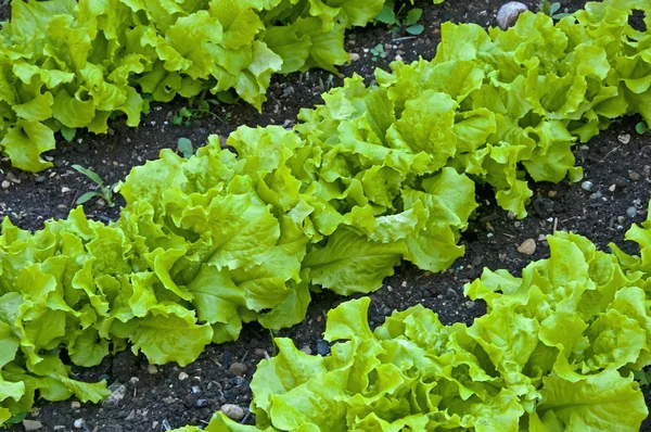 Salatdyrking – stockfoto